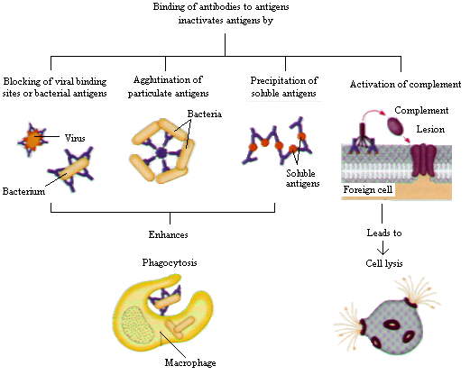 Antibody Functions