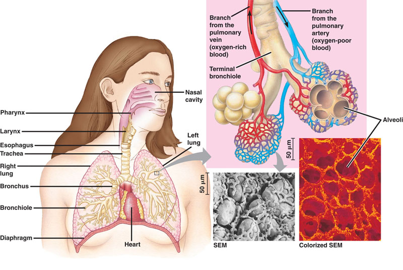 Mammalian Respiratory System