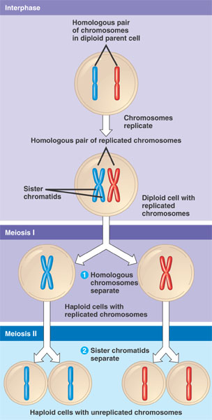 Meiosis Overview