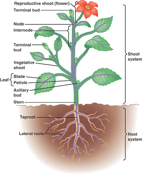 Plant Structure Diagram
