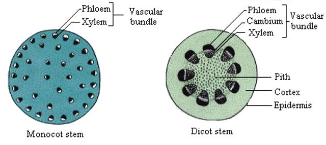 dicot stem vs monocot stem