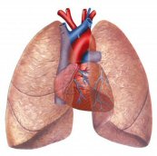 Circulatory & Respiratory System