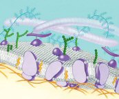 Cells, Membranes and Transport